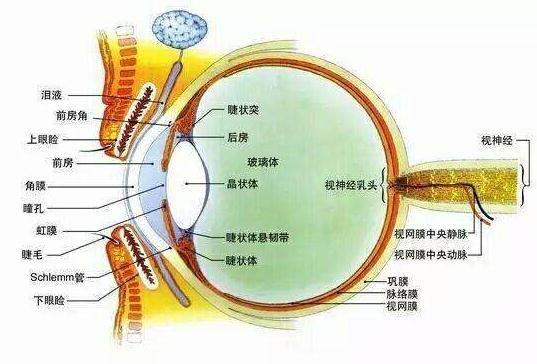 白領電腦終端眼病逐年劇增,不科學用眼行為是元兇